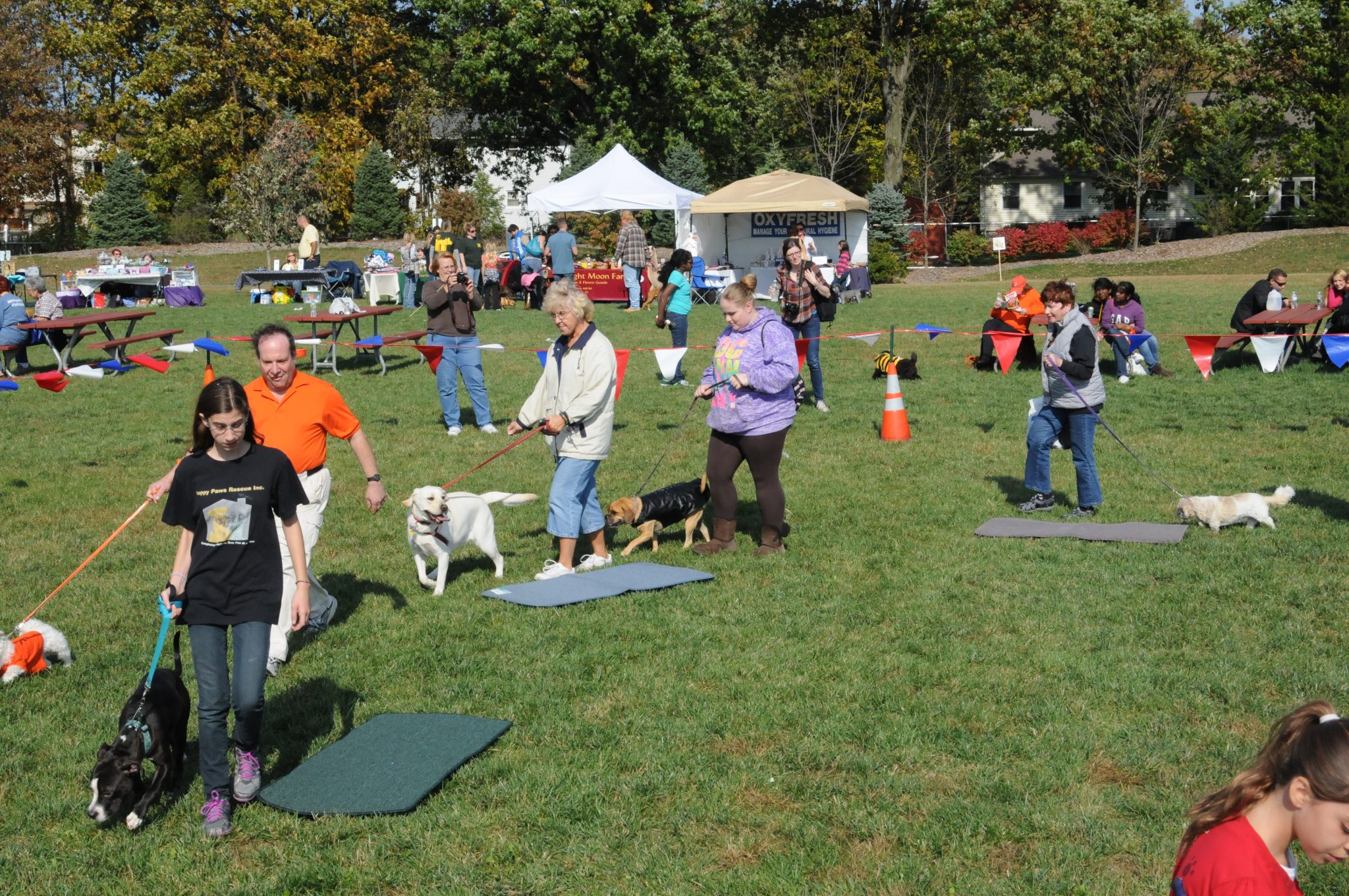 Great fashion north dog walk 2019